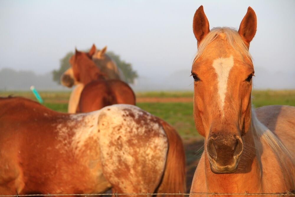 Westgate River Ranch Resort & Rodeo - photo 188