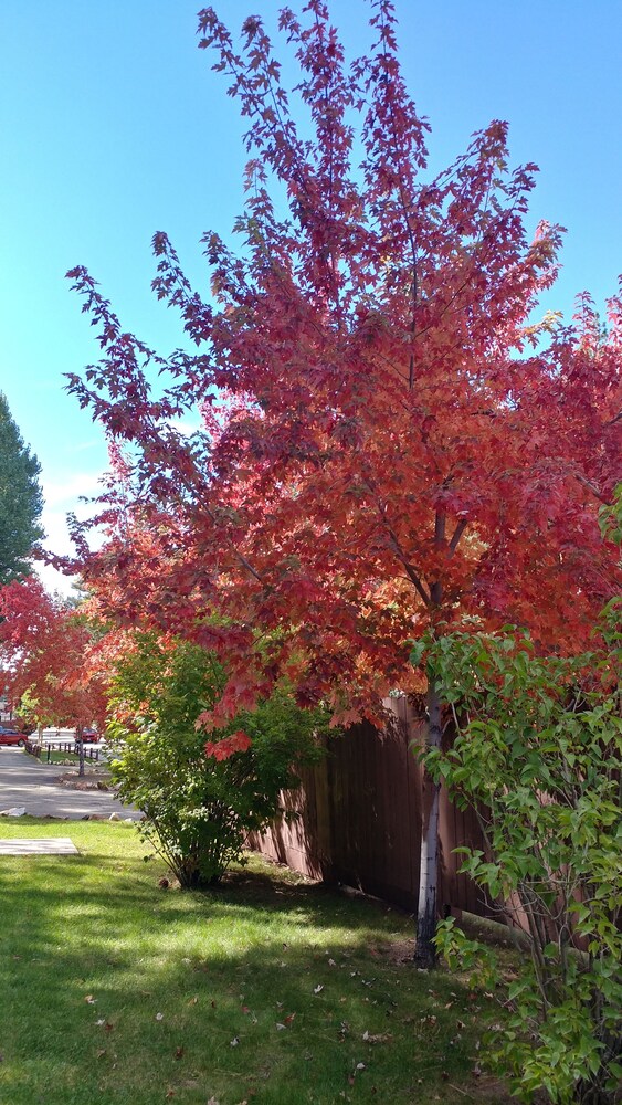 Golden Bear Cottages - photo 110