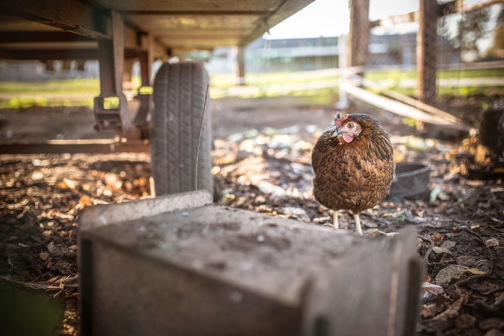 Children's activities