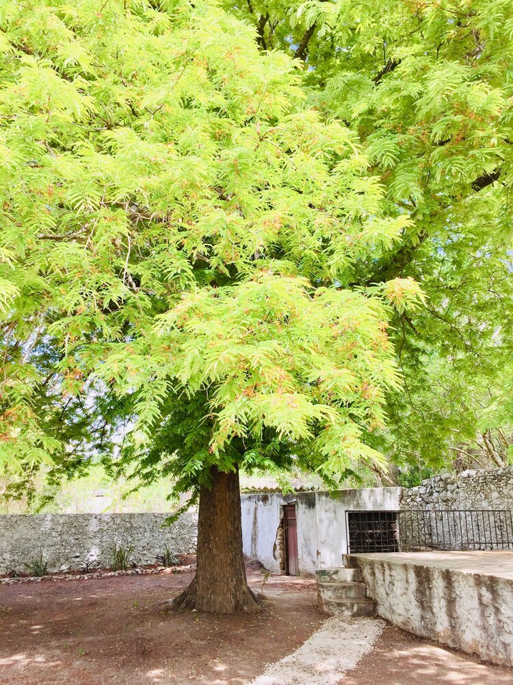 Hotel Casa Moo in Valladolid, Mexico
