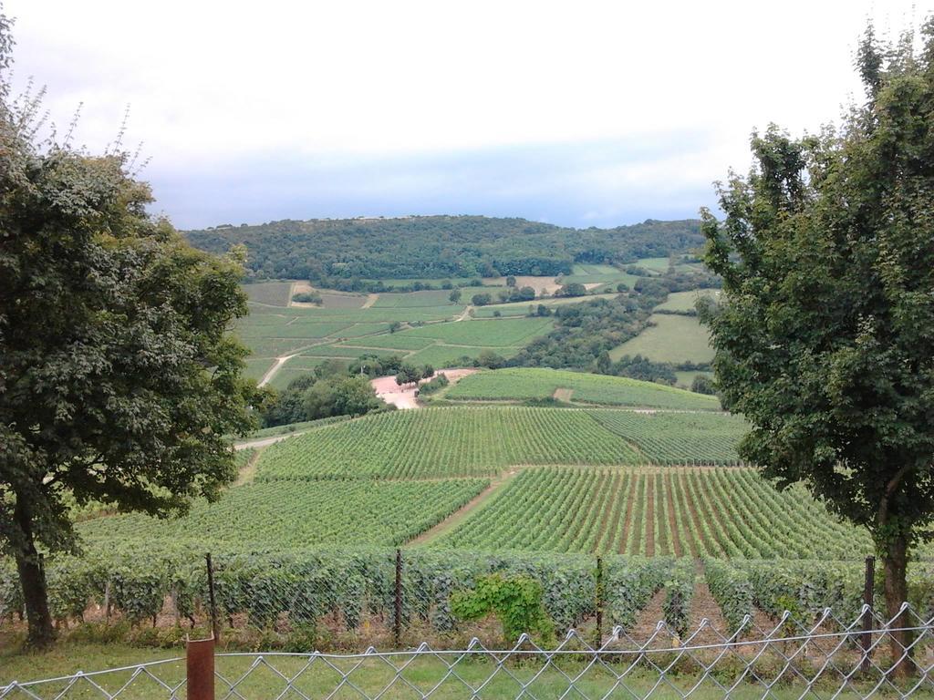 Armalou — Pouilly-Sur-Loire — photo 2