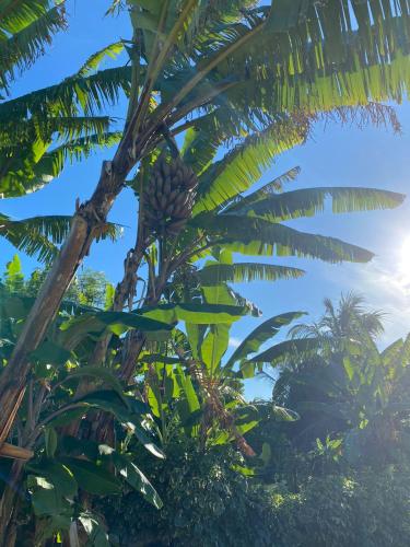 Les Gites de Bibine Gites Tout Confort Coin Calme Et Tranquille in Unknown City, Guadeloupe