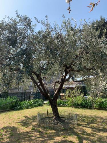 Resort Villa Rosa Maria — Savona — photo 4