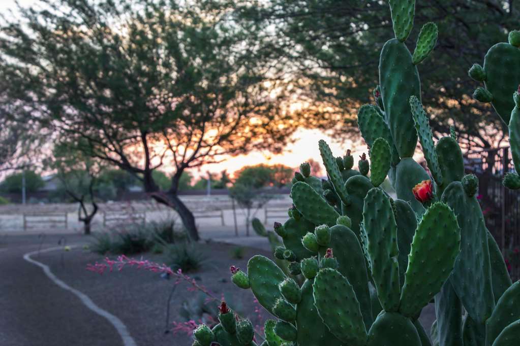 Bluegreen Vacations Cibola Vista Resort and Spa an Ascend Collection Resort - photo 5