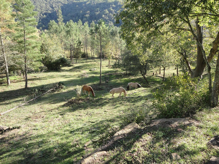 Mas Campolier — Sant Ferriol — photo 4
