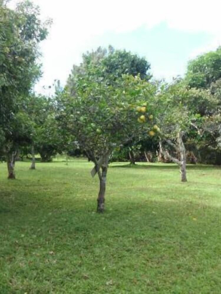 Hale Kukui Orchard & Cottages - photo 44