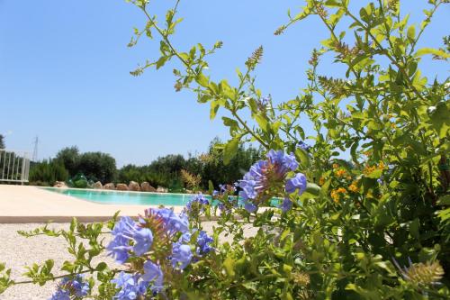 Trullo Il Melograno — Ostuni — photo 3