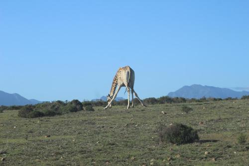 Hartenbos Private Game Lodge — 4-Star Luxury Hotel in Mossel Bay, South Africa