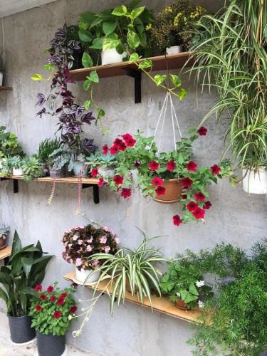 House of greenery