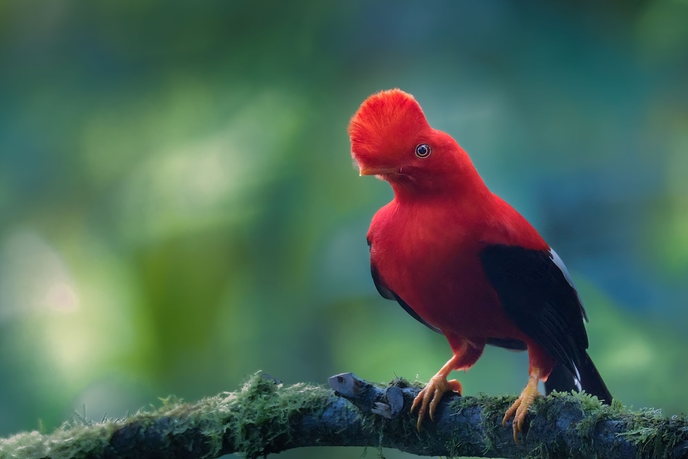Refugio Paz de las Aves — Quito — photo 4