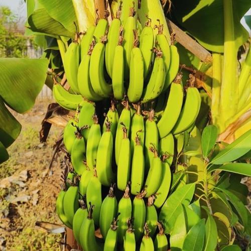 Vana The Forest Farm in Igatpuri, India
