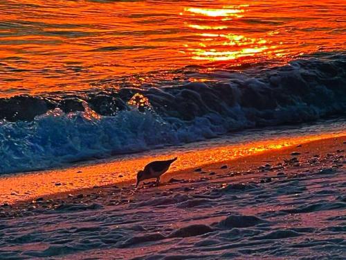 Origin Unit 911 - last minute hotel in Panama City Beach