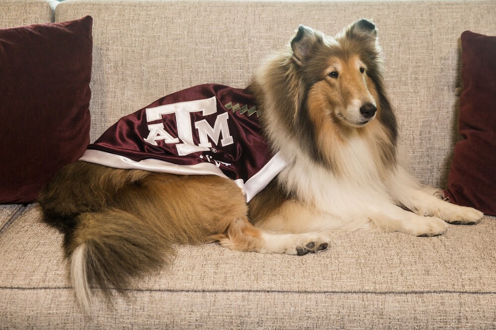 Texas A&M Hotel and Conference Center - photo 24