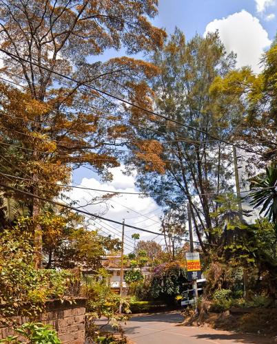 A Beautiful 2BR Apartment in Westlands