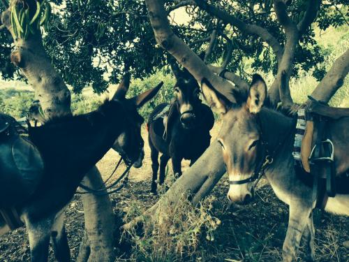 Azienda Agrituristica Tenuta Pizzolungo — Erice