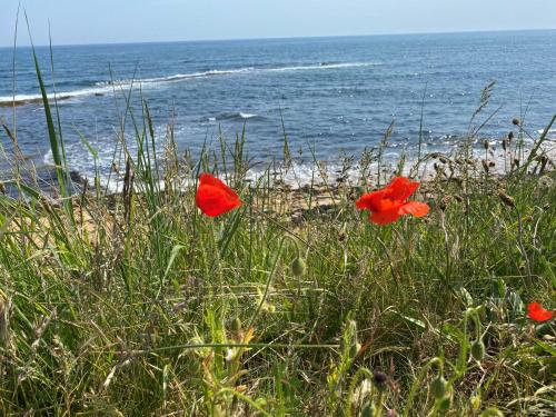 Seagull’s Rest — Crail — photo 3