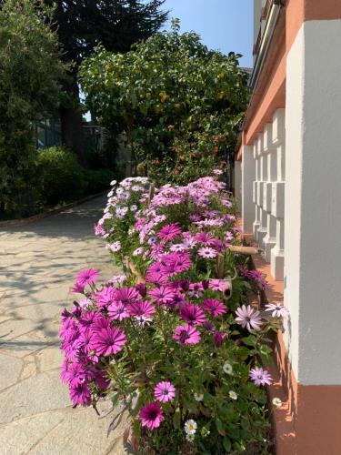 Resort Villa Rosa Maria — Savona — photo 2