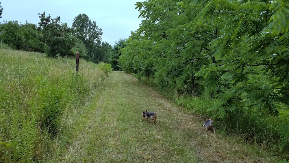 Blue Ridge Manor B&B - photo 28