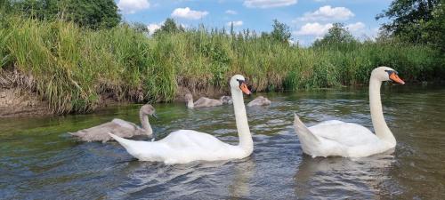 Dom w Zwierzyńcu nad wodą in Zwierzyniec, Poland