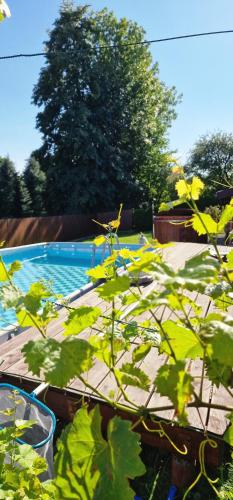 Green Willow Siedlisko - last minute hotel in Unknown City