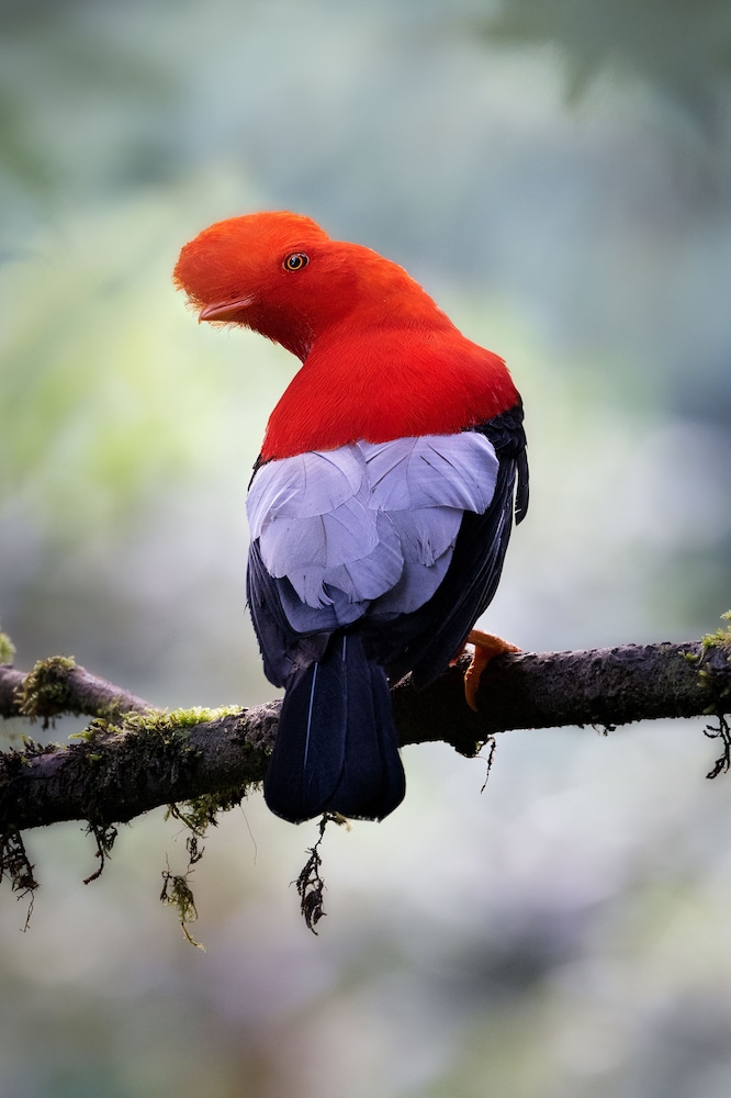 Refugio Paz de las Aves — Quito — photo 5