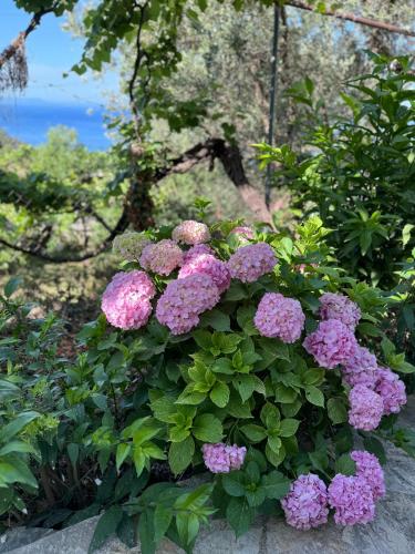 Uzeiri s Houses in Unknown City, Albania