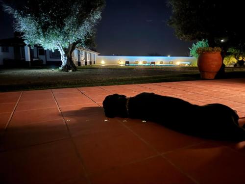 Casa das Oliveiras — 4-Star Luxury Hotel in Avis, Portugal