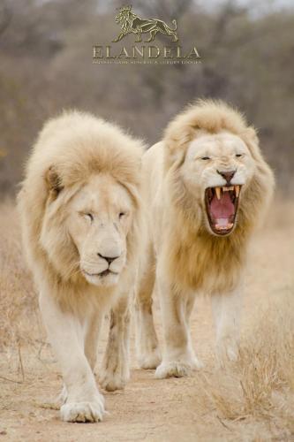 Elandela Private Game Reserve and Luxury Lodges Pty Ltd in Hoedspruit, South Africa