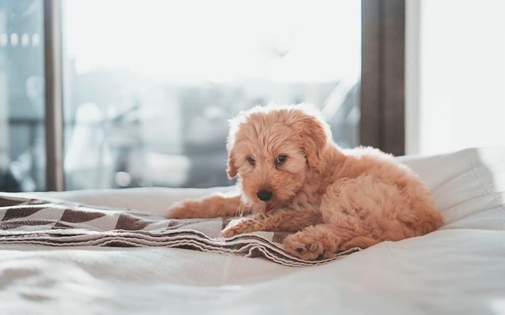 Super 8 by Wyndham Parsons - photo 5