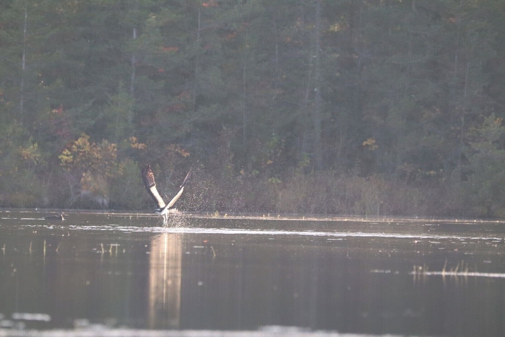 Swan Lake Resort Rentals - photo 205