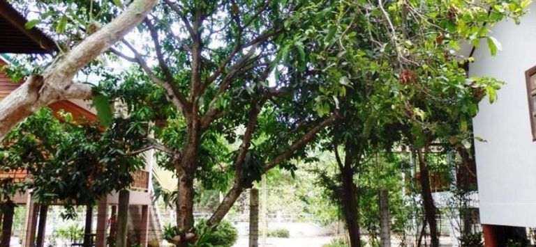 Baan Suan Tongma in Ko Pha Ngan, Thailand