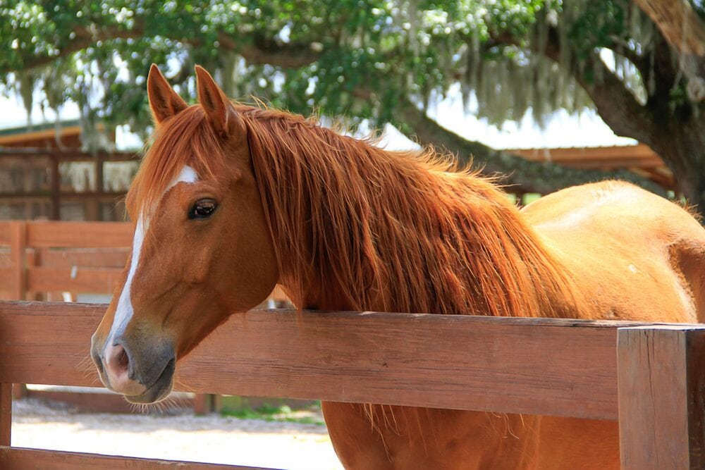 Westgate River Ranch Resort & Rodeo - photo 185