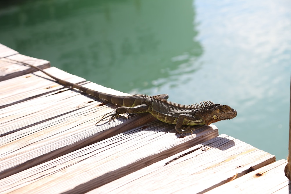 Seascape Resort & Marina - photo 167