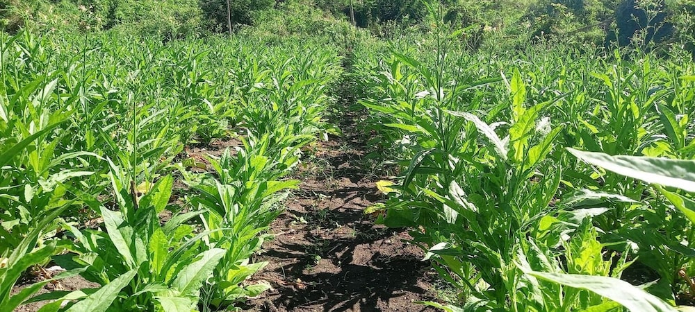 Room tropical Oasis in Tonge Fiji Rel in Ba, Fiji