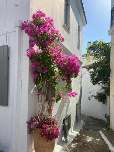 Raphael Skiathos Living Olga — Skiathos — photo 5