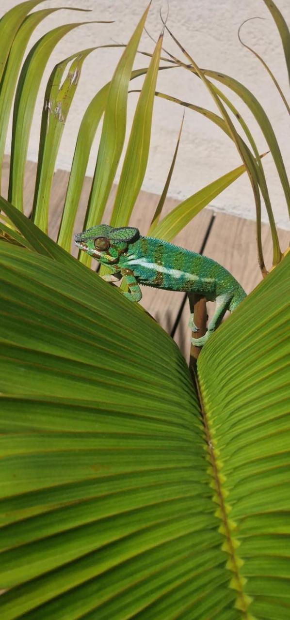 L Instant Tropical - last minute hotel in Unknown City