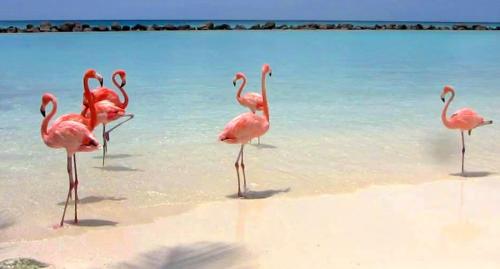Il fenicottero Marzamemi in Pachino, Italy