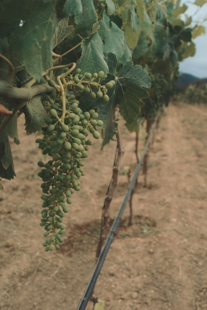 Vineyard