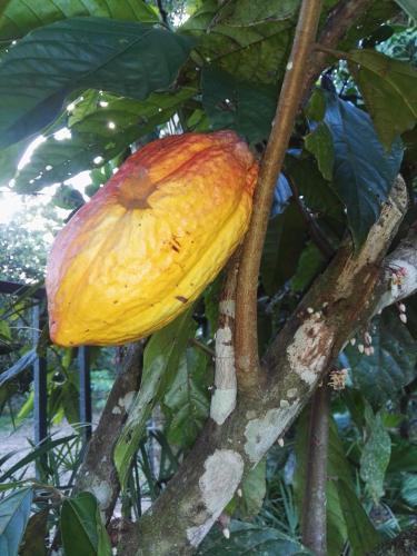 Hotel Rancho Las Cabañas in Guapiles, Costa Rica