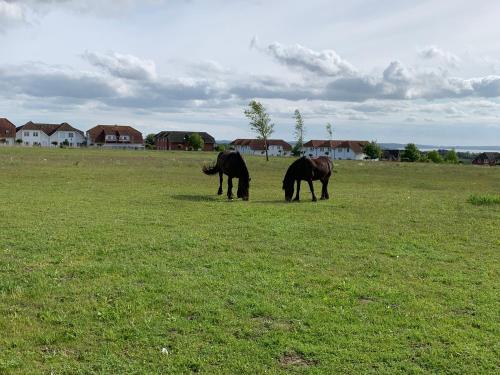 Ferienwohnung Kranich Im Ferien Resort Rugen — Sagard