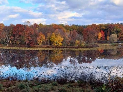 Smitten in da Mitten 18 acres Arcades High Spd Web Hot Tub Pond — hotel in Berrien Springs