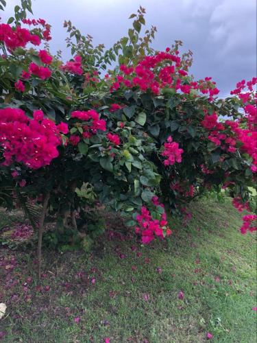 The Grey Houses in Grand-Bourg, Guadeloupe