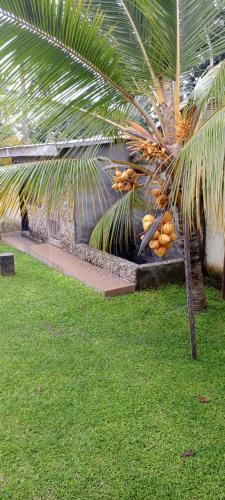 Maleh Plus — Kribi — photo 2