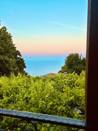Erato S Nest Pelion — Pyli