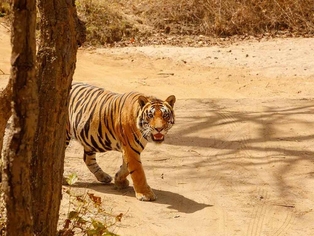 juSTa The Bagh Kanha in Balaghat, India