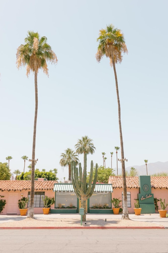 Les Cactus - photo 30