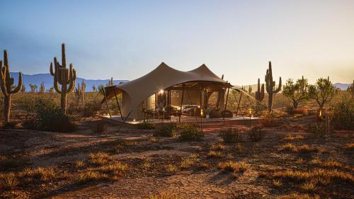SaguaroGlamp — Marana — photo 2