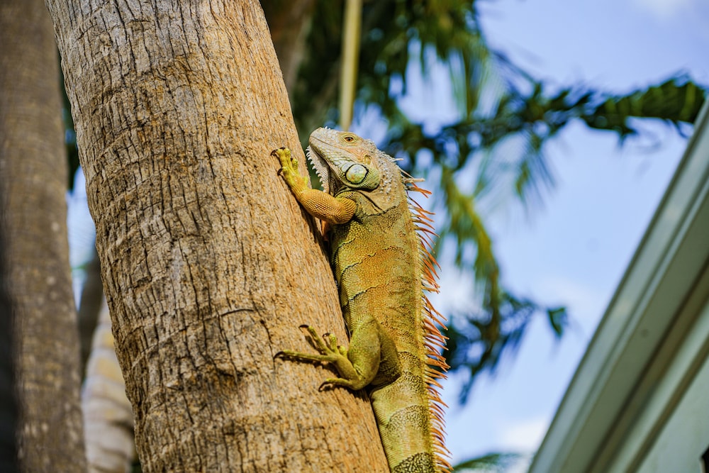 Amara Cay Resort - photo 129