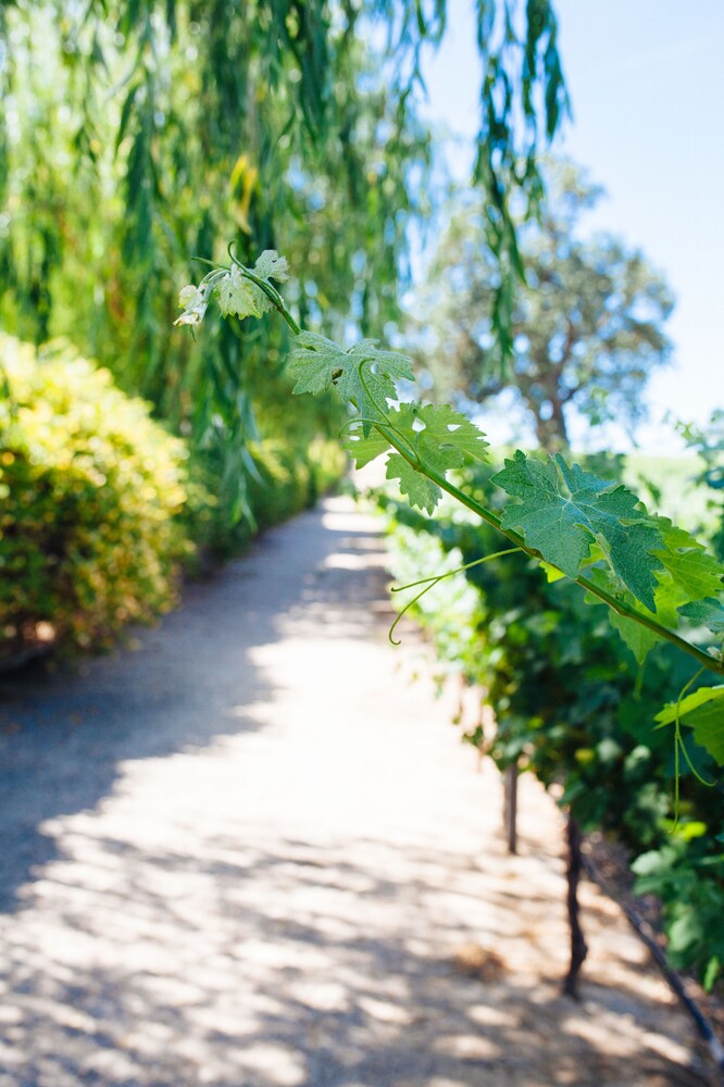 Sun Outdoors Central Coast Wine Country - photo 27