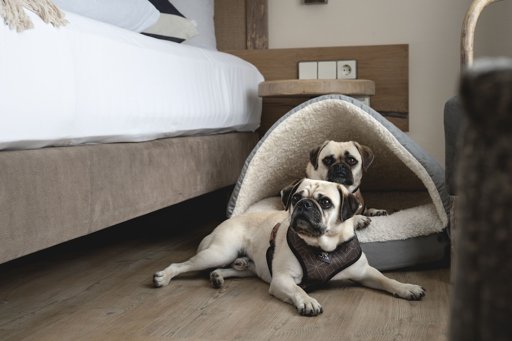 Pet-friendly amenities